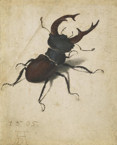 クワガタムシ 作： Albrecht Dürer