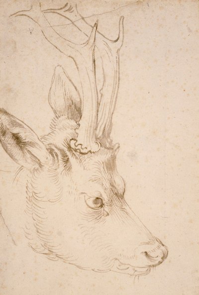 Tete de chevreuil male - Dessin de Albrecht Durer (1471-1528), vers 1503 - Roebuck の頭 - Albrecht Durer (1471-1528) による紙にペンとブラシ、灰色と茶色のインク、約 1503 - 22,8x15,3 cm - ネルソンアトキンス美術館、ミズーリ州カンザスシティ 作： Albrecht Dürer