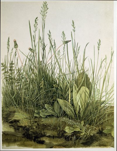 大きな芝生 作： Albrecht Dürer or Duerer