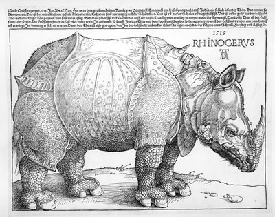 サイ、1515 作： Albrecht Dürer