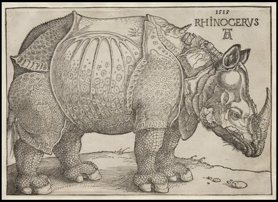 サイ、1515 作： Albrecht Dürer