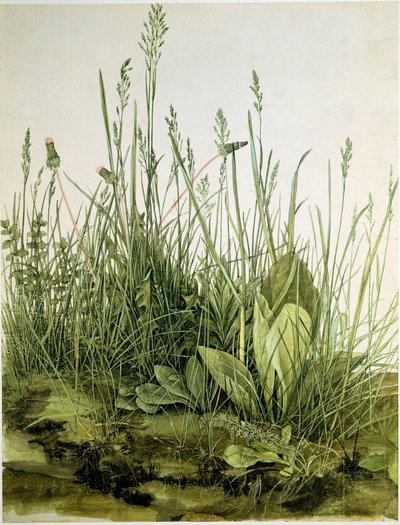 The dirt with wild herbs Watercolour by Albrecht Durer (1471-1528) 1503 Dim.41x31,5 cm グラフィック Sammlung Albertina 作： Albrecht Dürer