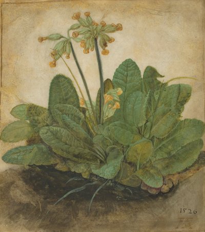 カウスリップの房、1526 作： Albrecht Dürer