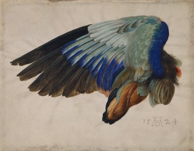 ヨーロッパのローラーの翼 作： Albrecht Dürer