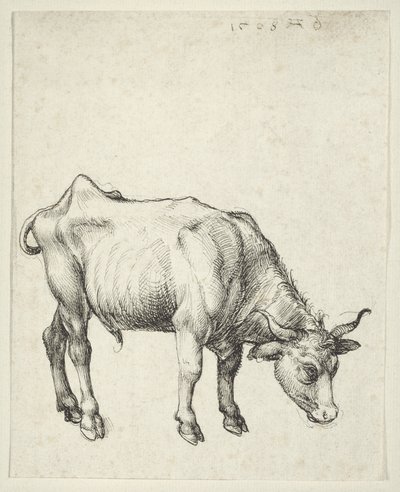 ヤングブル、1493年頃 作： Albrecht Dürer