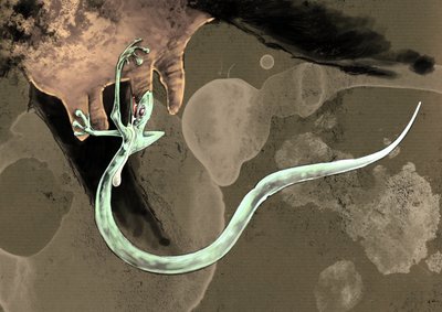 幻の怪物と生き物、未確認動物学: アレッサンドロ・ロナティ作画、2012 年 作： アレッサンドロ・ロナティ