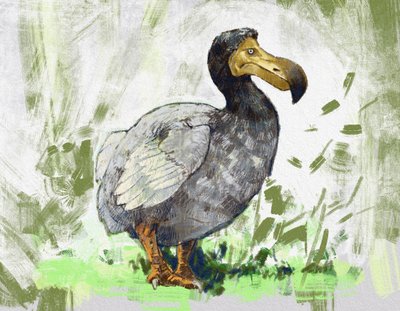 絶滅したドードー鳥の表現（イラスト） 作： Alessandro Lonati
