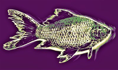 魚、2019年、（写真 作： Alex Caminker