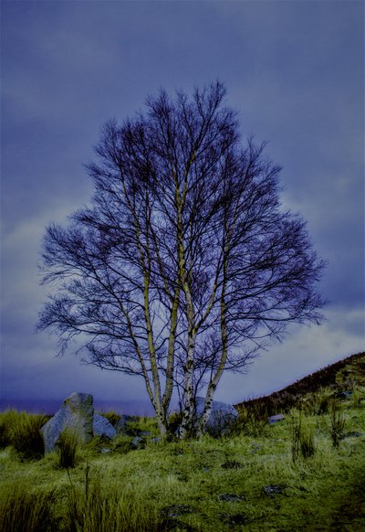 2色の風景,2019,(写真) 作： Alex Caminker