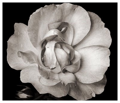 Untitled,2019,(photography) 作： Alex Caminker