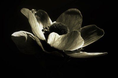 Untitled,2019,(photography) 作： Alex Caminker