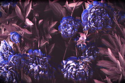 blue notes;2019,(photography) 作： Alex Caminker