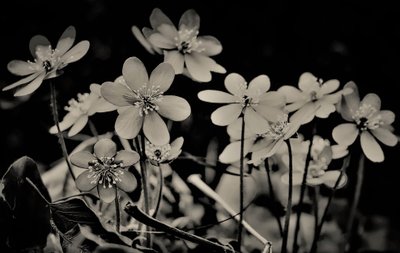 choir,2019,(photography) 作： Alex Caminker