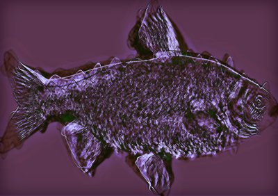 魚,2020,(ミクストメディア) 作： Alex Caminker