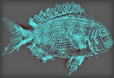 fish II,2020,(ミクストメディア) 作： Alex Caminker