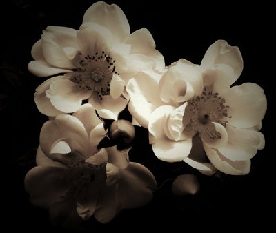natural combination,2019,(photography) 作： Alex Caminker