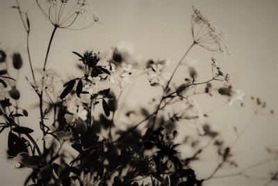 ナチュラルデコレーション,2019,(写真) 作： Alex Caminker