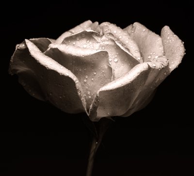 rose,2019,(photography) 作： Alex Caminker