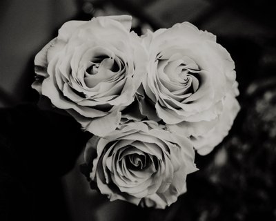 three roses,2019,(photography) 作： Alex Caminker