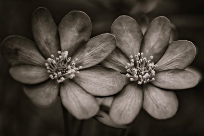 twins,2019,(photography) 作： Alex Caminker