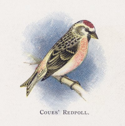 Coues Redpoll 作： Alexander Francis Lydon