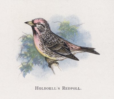 Holboells Redpoll 作： Alexander Francis Lydon