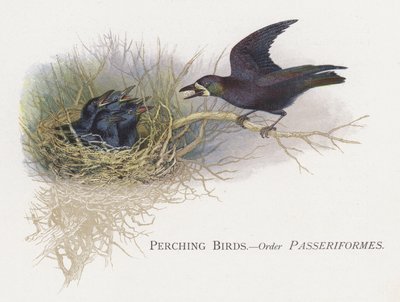 鳥を止まり、スズメ目を注文する 作： Alexander Francis Lydon