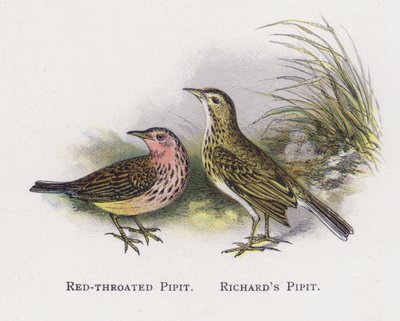 レッドスロートPipit、リチャーズPipit 作： Alexander Francis Lydon