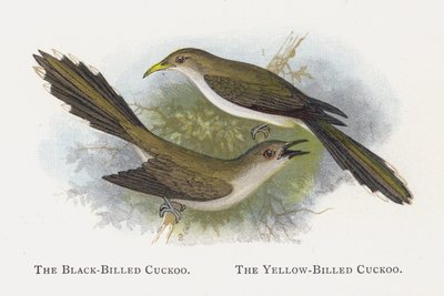 黒請求カッコウ、黄色請求カッコウ 作： Alexander Francis Lydon