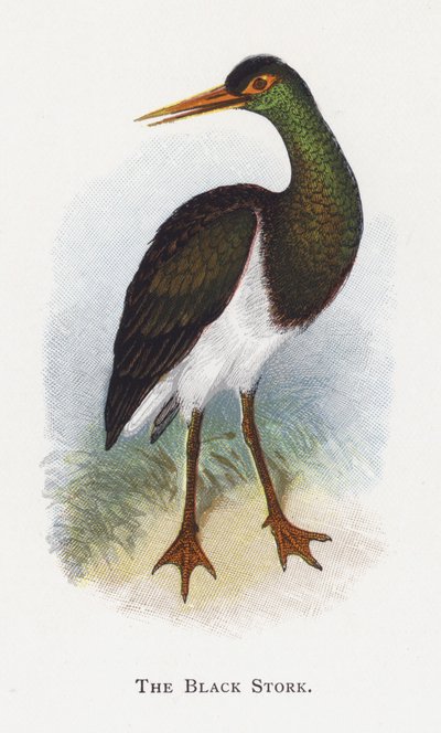 コウノトリ 作： Alexander Francis Lydon