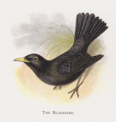 ブラックバード 作： Alexander Francis Lydon