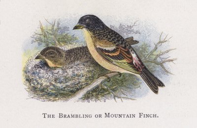 BramlingまたはMountain Finch 作： Alexander Francis Lydon