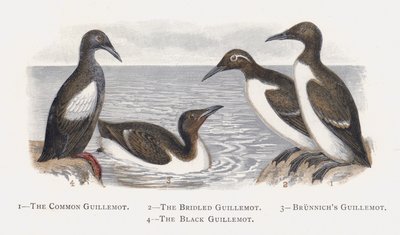 コモンギレモット、ザブリッジドギレモット、ブルニッチギレモット、ブラックギレモット 作： Alexander Francis Lydon