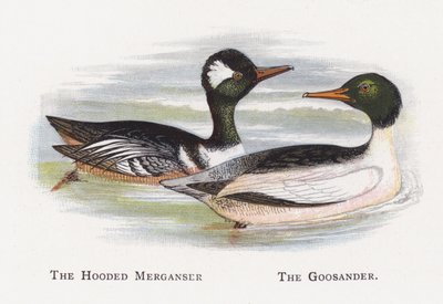 フード付きのMerganser、The Goosander 作： Alexander Francis Lydon