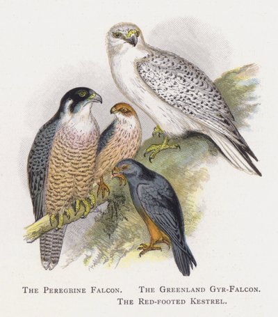 ハヤブサ、グリーンランドのハヤブサ、赤足のチョウゲンボウ 作： Alexander Francis Lydon