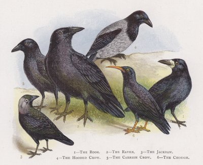 ルーク、レイヴン、ジャックドー、フード付きのカラス、ハシボソガラス、チョウ 作： Alexander Francis Lydon
