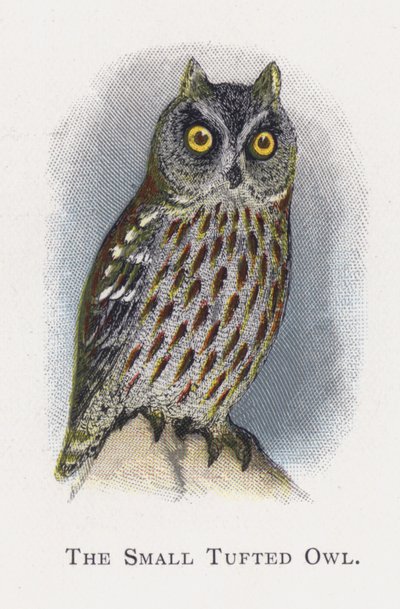 小さなフクロウ 作： Alexander Francis Lydon