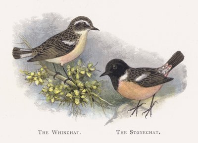 Whinchat、The Stonechat 作： Alexander Francis Lydon