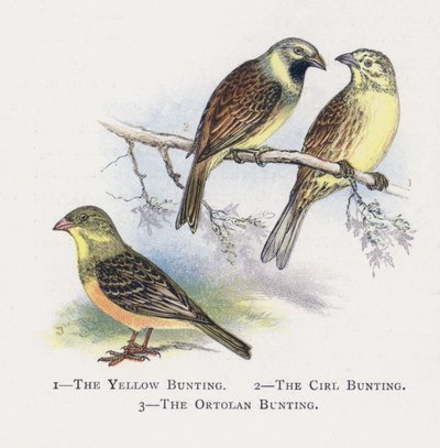 黄色のホオジロ、サールホオジロ、オルトランホオジロ 作： Alexander Francis Lydon