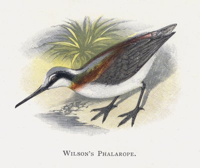 ウィルソンズファラロープ 作： Alexander Francis Lydon