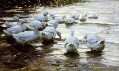 浅瀬の葦のアヒル;浅い葦の水の中のアヒル 作： Alexander Koester