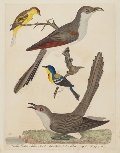 カロライナ カッコウ、クロハシカッコウ、ブルー イエロー バックド ウグイス、イエロー...、パブ。 1808-1814。 作： Alexander Lawson