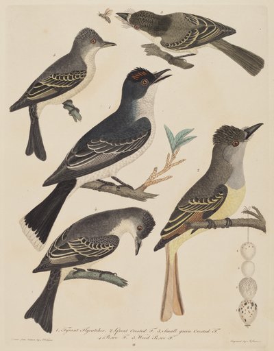 卵と昆虫を持つ 5 羽の鳥、公開 18081814。 作： Alexander Lawson