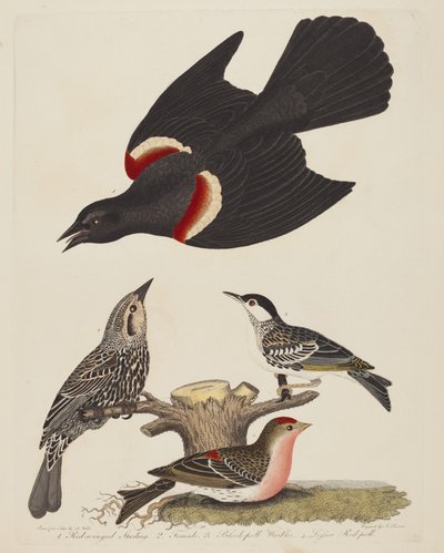 アカガシラムクドリ、メスのアカガシラムクドリ、クロムクドリ、およびレッサー...、pub.1808-1814。 作： Alexander Lawson