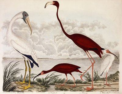 ウッドアイビス、スカーレットフラミンゴ、ホワイトアイビス、c.1828-1829 作： Alexander Wilson