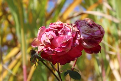 晩夏の枯れた薔薇 作： Alexandra Joseph