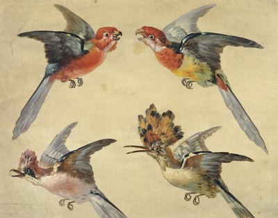 鳥の研究：2つのオウム、ヤツガシラとジェイ。鳥の研究：2つの小さなオウム、ヤツガシラとジェイ、 作： Alexandre Francois Desportes