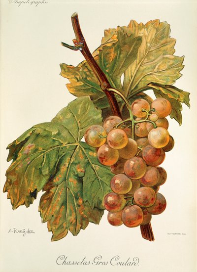 Chasselas Gros Coulard ぶどう A. Kreyder 作： Alexis Kreyder