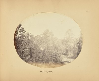 6月の森 作： Alfred Booth