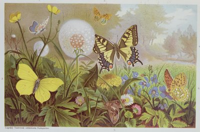 蝶、ハンガリーの自然史の本、1900年頃の挿絵 作： Alfred Brehm